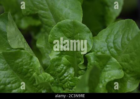 Butterblattsalat im Gemüsegarten - Vegetarisches Essen - Vegane Lebensmittel gesundes Leben Butterkopfsalat - Lactuca sativa Stockfoto