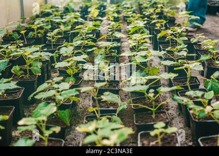 Junger grüner Paulownia-Baum. Züchtung von blühenden Bäumen durch einen Gärtner im industriellen Maßstab. Viele Blumentöpfe im Gewächshaus des Bauern. Stockfoto