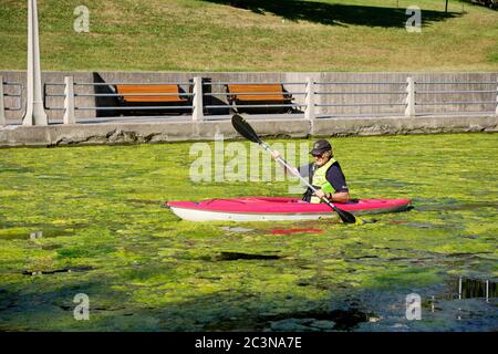 Ottawa, Kanada. Juni 2020. Kayaker umgeben von Algebas auf dem Rideau Kanal. Mit geringerem Verkehr als üblich wächst am Rideau-Kanal im Zentrum der Stadt eine Grünalge. Die Algenernte könnte das Ergebnis einer Kombination von Faktoren wie wärmeren Temperaturen und einem geringeren Schiffsverkehr aufgrund der laufenden Pandemie mit der gerade erst vor drei Wochen wieder eröffneten Kanale sein. Die Blüten, bekannt als grüne Filamentalgen, sind nicht toxisch und stellen an dieser Stelle vor allem ein ästhetisches Problem dar. Kredit: Meanderingemu/Alamy Live Nachrichten Stockfoto