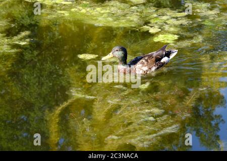 Ottawa, Kanada. Juni 2020. Eine Stockente schwimmt auf dem algenbedeckten Wasser des Rideau-Kanals. Mit geringerem Verkehr als üblich wächst am Rideau-Kanal im Zentrum der Stadt eine Grünalge. Die Algenernte könnte das Ergebnis einer Kombination von Faktoren wie wärmeren Temperaturen und einem geringeren Schiffsverkehr aufgrund der laufenden Pandemie mit der gerade erst vor drei Wochen wieder eröffneten Kanale sein. Die Blüten, bekannt als grüne Filamentalgen, sind nicht toxisch und stellen an dieser Stelle vor allem ein ästhetisches Problem dar. Kredit: Meanderingemu/Alamy Live Nachrichten Stockfoto