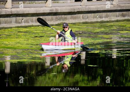 Ottawa, Kanada. Juni 2020. Kayaker umgeben von Algebas auf dem Rideau Kanal. Mit geringerem Verkehr als üblich wächst am Rideau-Kanal im Zentrum der Stadt eine Grünalge. Die Algenernte könnte das Ergebnis einer Kombination von Faktoren wie wärmeren Temperaturen und einem geringeren Schiffsverkehr aufgrund der laufenden Pandemie mit der gerade erst vor drei Wochen wieder eröffneten Kanale sein. Die Blüten, bekannt als grüne Filamentalgen, sind nicht toxisch und stellen an dieser Stelle vor allem ein ästhetisches Problem dar. Kredit: Meanderingemu / Alamy Live Nachrichten Stockfoto