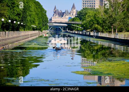 Ottawa, Kanada. Juni 2020. Mit geringerem Verkehr als üblich wächst am Rideau-Kanal im Zentrum der Stadt eine Grünalge. Die Algenernte könnte das Ergebnis einer Kombination von Faktoren wie wärmeren Temperaturen und einem geringeren Schiffsverkehr aufgrund der laufenden Pandemie mit der gerade erst vor drei Wochen wieder eröffneten Kanale sein. Die Blüten, bekannt als grüne Filamentalgen, sind nicht toxisch und stellen an dieser Stelle vor allem ein ästhetisches Problem dar. Kredit: Meanderingemu / Alamy Live Nachrichten Stockfoto