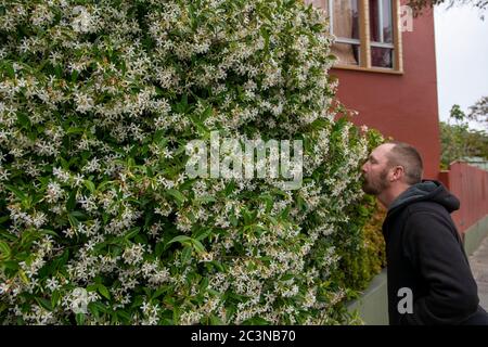 Ein Mann macht einen Spaziergang in einem Viertel von San Francisco. Stockfoto