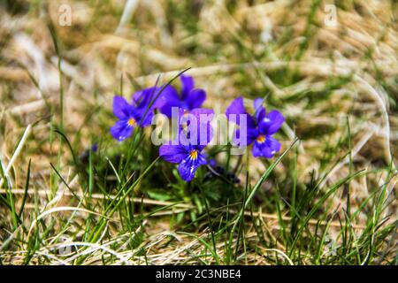 Nahaufnahme der Gentiana Verna Blume in einem Garten Aufgenommen an einem sonnigen Tag Stockfoto