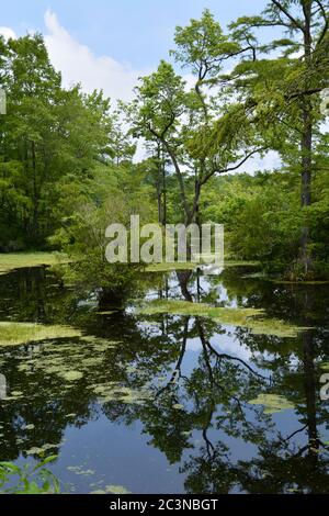 Ruhiges Wasser der Händler Millpond State Park in North Carolina. Stockfoto