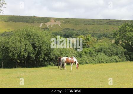 Osmington weißes Pferd in der Nähe von Weymouth, Dorset Stockfoto