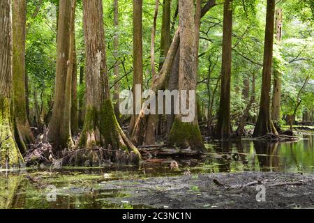 Zypressen in den sumpfigen Gewässern des Merchants Millpond State Park in North Carolina. Stockfoto