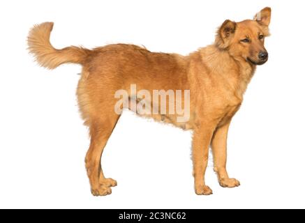 Thai Ridgeback Hund stehend und suchen etwas isoliert auf weißem Hintergrund. Stockfoto