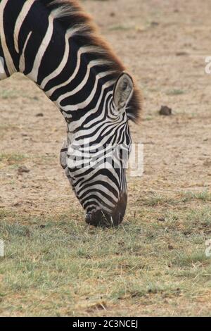 Zebra grasen, Kopf im Profil Stockfoto