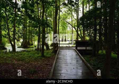 Promenade, die zu einem Aussichtspunkt im Merchants Millpond State Park in North Carolina führt. Stockfoto