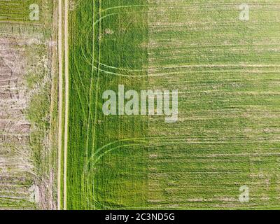 Luftaufnahme von Grünfeld mit Radmarkierungen und Landstraße. Frühling landwirtschaftlich, Ackerland, Draufsicht. Landwirtschaft. Anbau von Winterpflanzen Stockfoto