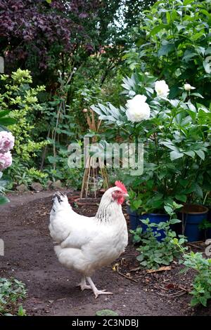 Sussex Huhn frei-ranging in einem Bio-Blumengarten Stockfoto