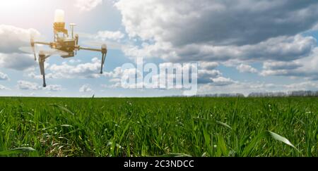 Drohnenspritze fliegt über ein Weizenfeld. Intelligente Landwirtschaft und präzise Landwirtschaft Stockfoto