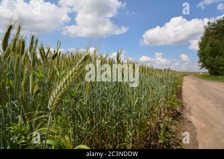 Ohr von Gerste Nahaufnahme mit einem Feld und einer Landstraße im Hintergrund Stockfoto