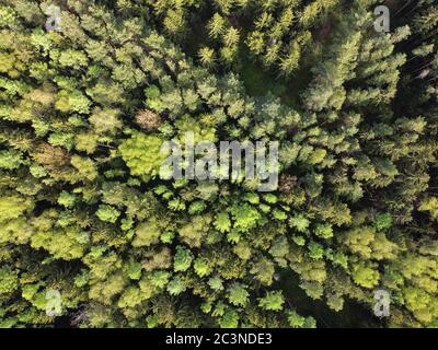 Waldansicht. Spitzen von grünen Bäumen. Luftaufnahme der Sommerwaldlandschaft Stockfoto