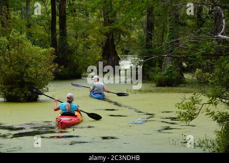 Kajakfahrer paddeln auf den Wasserwegen im Merchants Millpond State Park in der nordöstlichen Ecke von North Carolina. Stockfoto