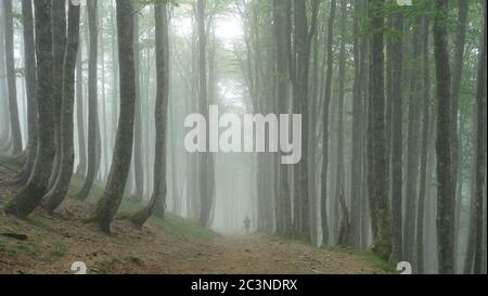 Person, die durch einen Wald geht, der von Bäumen und Nebel bedeckt ist - perfekt für Horror-Konzepte Stockfoto
