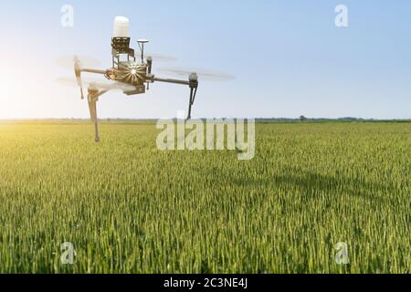 Drohnenspritze fliegt über ein Weizenfeld. Intelligente Landwirtschaft und präzise Landwirtschaft Stockfoto