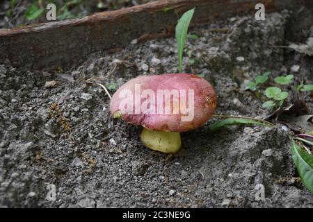 Der königliche Bolete oder rotbedeckter Butterbolete-Pilz Stockfoto