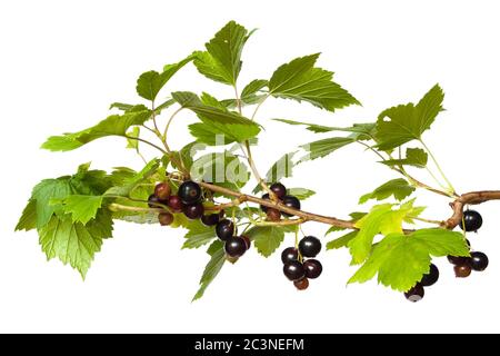 Schwarze Johannisbeere Zweig auf dem weißen Hintergrund Stockfoto