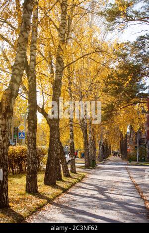 Schöne Herbstlandschaft mit gelben Bäumen und Sonne. Farbenfrohe Blätter im Park. Fallende Blätter natürlichen Hintergrund, Banner, Flyer, hell wärmend c Stockfoto