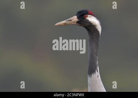 Allgemeiner Kran aus der Nähe Stockfoto