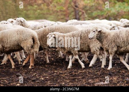 Schafschnauze im Freien. Stehend und starren Zucht Landwirtschaft Tier Stockfoto