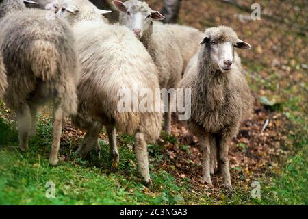 Schafschnauze im Freien. Stehend und starren Zucht Landwirtschaft Tier Stockfoto