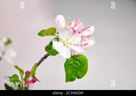 Frühlingsblumen, Apfelbaum Zweig mit rosa und weißen Blüten und grünen Blättern auf grauem Hintergrund, selektiver Fokus. Frühlingsblüte Stockfoto