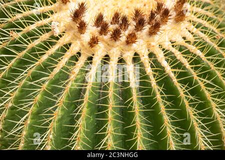 Nahaufnahme von Kaktus, Detail von seinem Dorn oder Spitze, Naturkonzept Stockfoto