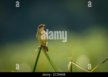 Gestreifte Webervögel, auf Schilf gesetzt Stockfoto