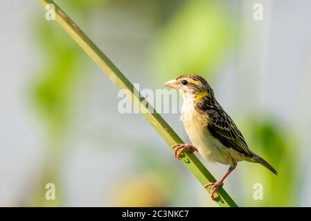 Gestreifte Webervögel, auf Schilf gesetzt Stockfoto