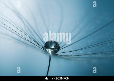 Tau-Tropfen auf Löwenzahn-Samen. Makro-Hintergrund mint Farbe. Wassertropfen auf den Fallschirmen einer Blume. Konzept der Ruhe ein sanftes Bild. Stockfoto