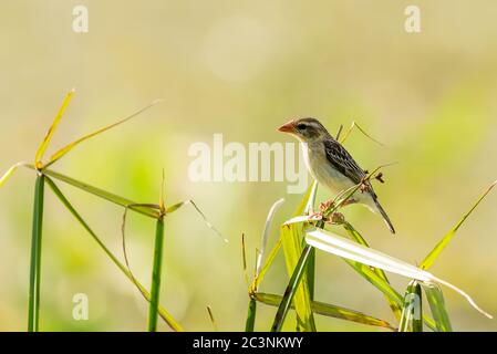 Gestreifte Webervögel, auf Schilf gesetzt Stockfoto