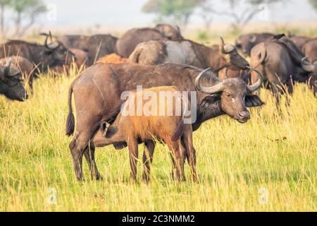 Eine weibliche afrikanische Büffel oder Kapbüffel (Syncerus caffer) Krankenpflege, Murchison Falls National Park, Uganda. Stockfoto