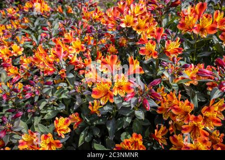 Farbenfrohe orange und gelbe Alstromeria Indian Summer 'Tesronto' in Blüte im späten Frühjahr / Frühsommer im RHS Garden Wisley, Surrey, SE England Stockfoto