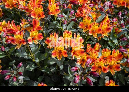 Farbenfrohe orange und gelbe Alstromeria Indian Summer 'Tesronto' in Blüte im späten Frühjahr / Frühsommer im RHS Garden Wisley, Surrey, SE England Stockfoto