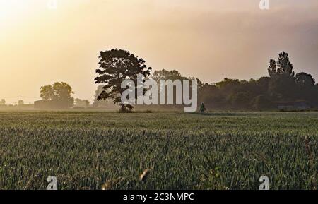 Am frühen Morgen Wanderer auf Martin Mere. Ein eineinsiger Hundespaziergang überquert ein Weizenfeld nicht lange nach der Dämmerung an einem trüben sonnigen Morgen in der Nähe von Burscough. Stockfoto