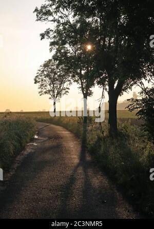 Die frühe Sonne ist nicht lange aufgestanden und brennt den Nebel vom Morgen durch die Bäume entlang Crabtree Lane auf Martin Mere bei Burscough. Stockfoto