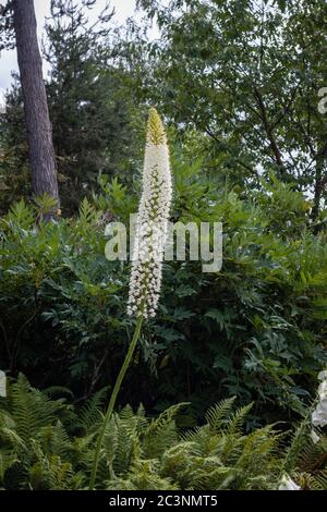 Ein hoher Stachel weißer Eremurus himalaicus (Himalaya-Fuchsschwanz-Lilie), der im späten Frühjahr / Frühsommer im RHS Garden Wisley, Surrey, SE England blüht Stockfoto