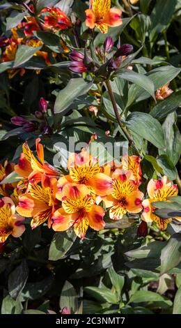 Farbenfrohe orange und gelbe Alstromeria Indian Summer 'Tesronto' in Blüte im späten Frühjahr / Frühsommer im RHS Garden Wisley, Surrey, SE England Stockfoto