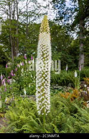 Ein hoher Stachel weißer Eremurus himalaicus (Himalaya-Fuchsschwanz-Lilie), der im späten Frühjahr / Frühsommer im RHS Garden Wisley, Surrey, SE England blüht Stockfoto