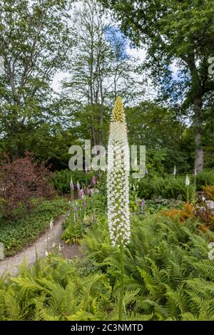 Ein hoher Stachel weißer Eremurus himalaicus (Himalaya-Fuchsschwanz-Lilie), der im späten Frühjahr / Frühsommer im RHS Garden Wisley, Surrey, SE England blüht Stockfoto