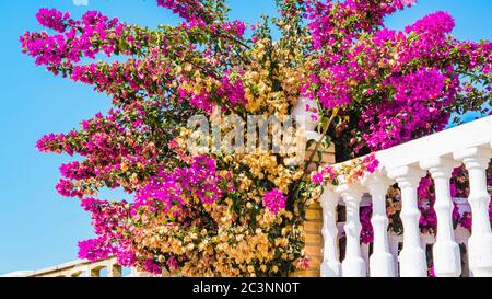 Bougainvillea spectabilis blüht in lila auf einem weißen Ziegelzaun Stockfoto