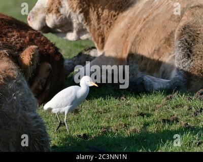 Rinderreiher (Bubulcus ibis) auf Weideland, Somerset-Ebenen, UK, November. Futter für Wirbellose bei ruhenden Rindern (Bos taurus). Stockfoto