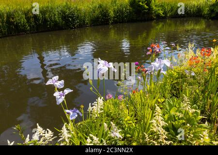 Japanische Wasserlilie, Iris Ensata 'Kozasa gawa' in Blüte im späten Frühjahr / Frühsommer im RHS Garden Wisley, Surrey, Südost-Englad Stockfoto
