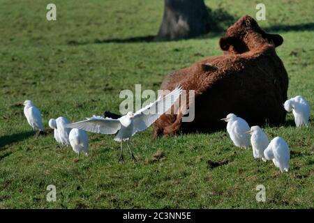 Rinderreiher (Bubulcus ibis), die sich anderen anschließen, um sich in der Nähe einer Kuh (Bos taurus) auf Weideland zu erholen und zu züchten, Somerset Levels, UK, November Stockfoto