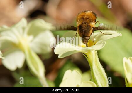 Gepunktete Bienenfliege (Bombylius discolor), die ihre langen Proboscis in eine Primrose-Blüte (Primula vulgaris) einführt, um sich von Nektar zu ernähren, Wiltshire Garden, UK Stockfoto