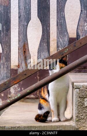 Neugierige Calico Katze draußen sitzen. predator in der Beobachtung von hinter dem Zaun Stockfoto