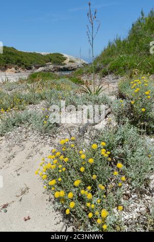 Ewige / ewige Blume (Helichrysum stoechas) Klumpen blühen auf Sanddünen hinter einem Strand, in der Nähe von Arta, Mallorca Ostküste, Mai. Stockfoto